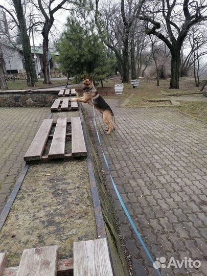 Немецкая овчарка. Вязка