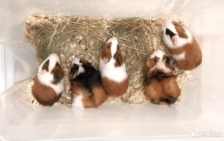 Морские свинки, перуанские, розетки, гладкие