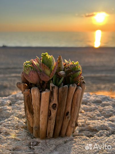 Крассула толстянка