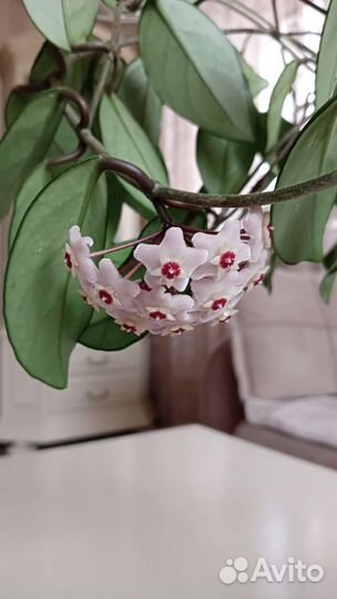 Хойя восковой плющ