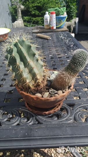 Два кактуса