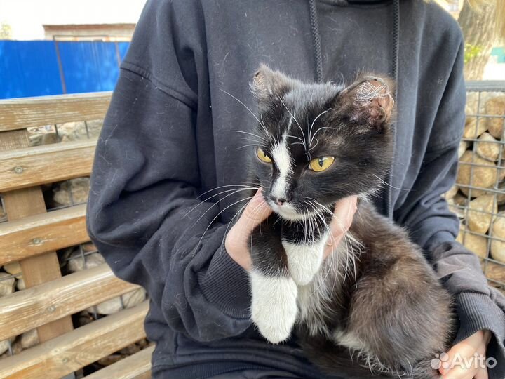 Кошка