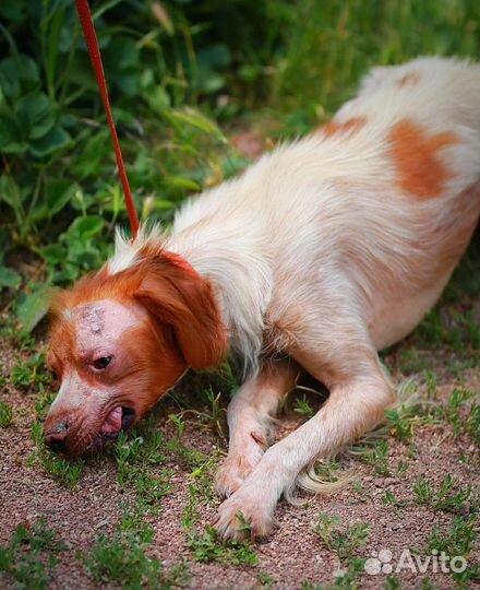 Бретонский эпаньоль