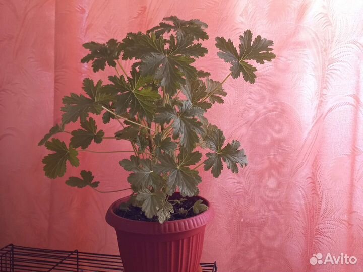 Герань душистая