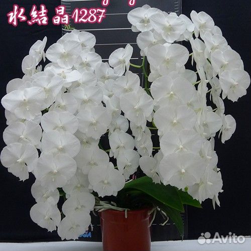 Орхидеи фаленопсис Азия