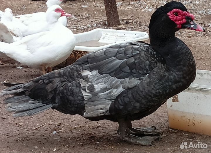 Утята индоутки