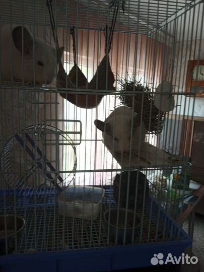 Клетка для шиншиллы бу