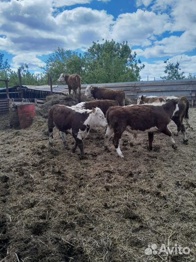 Бычки (казахские белоголовые )