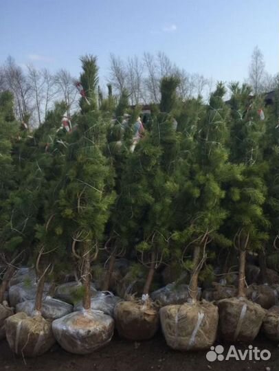 Сосна 3метра