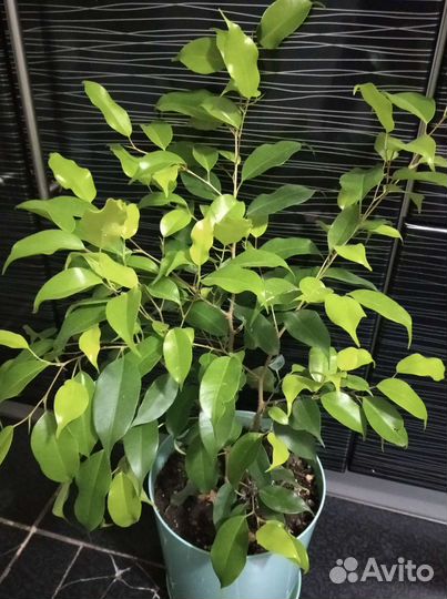 Фикус Бенджамина