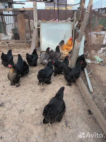 Куры несушки разной породы