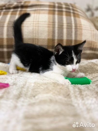 Котенок мышелов