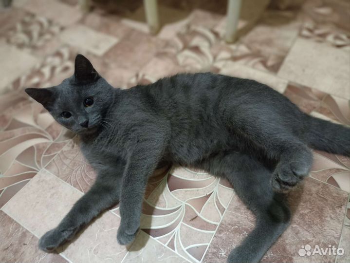 Британские котята