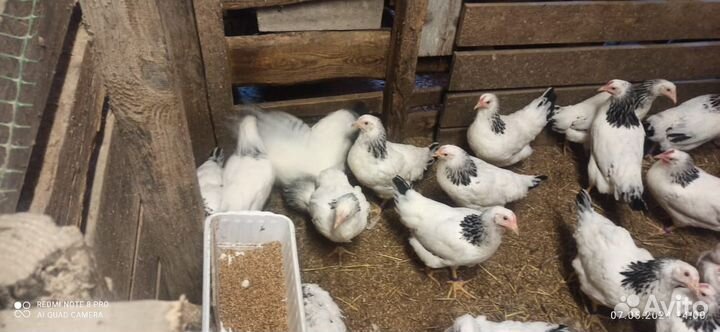 Куры молодки несушки Адлерская Серебристая