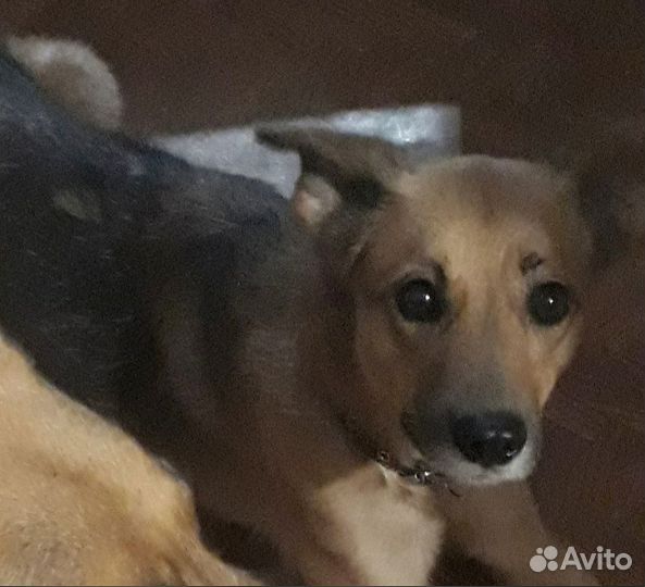 Собака потеряшка Рыжуня
