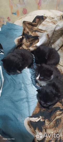 Котята 1,5 месяца