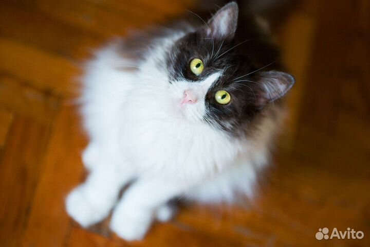 Кошка Белочка из д н р мечтает о семье