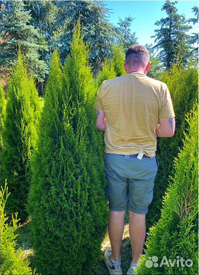 Туя Смарагд/Оптом