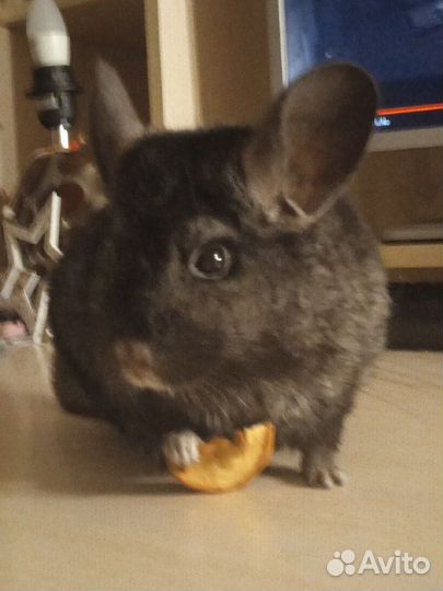 Шиншилла девочка