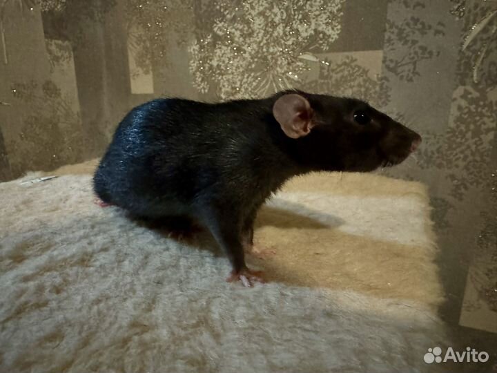 Декоративная крыса