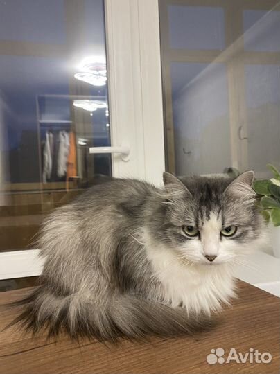 Кошка в добрые руки