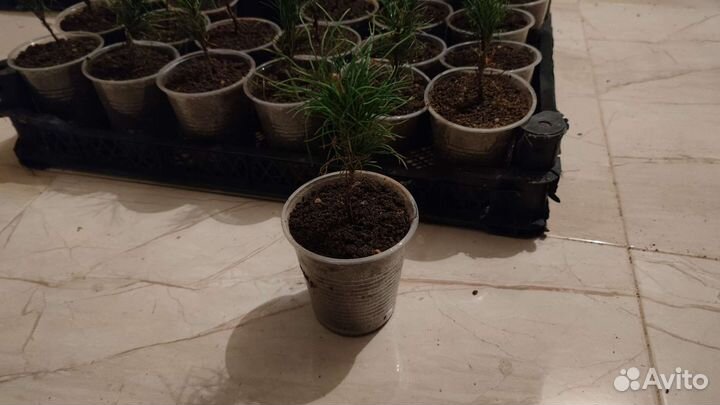 Кедр сибирский вегетир, сосна кедровая сиб 3-летка