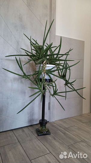 Огромная Сансевиерия Lavlanos