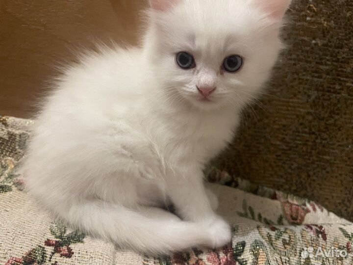 Котята в добрые руки бесплатно