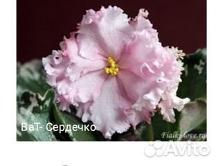 Фиалка сортовая