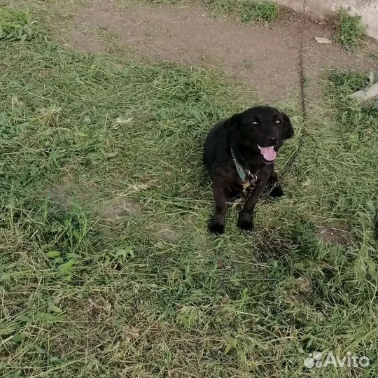 Отдам в добрые руки