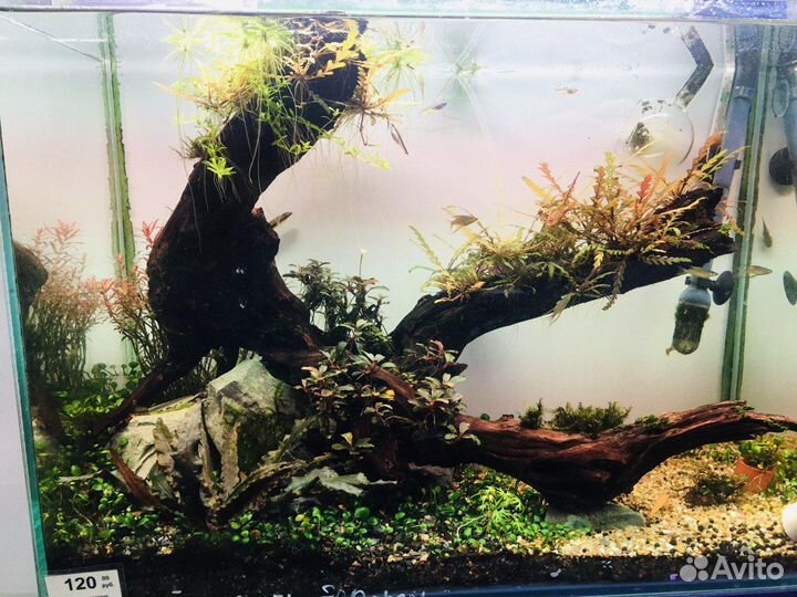 Запуск, дизайн, обслуживание аквариумов