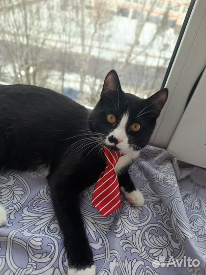 Котик в добрые руки