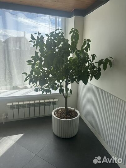 Лимонное дерево