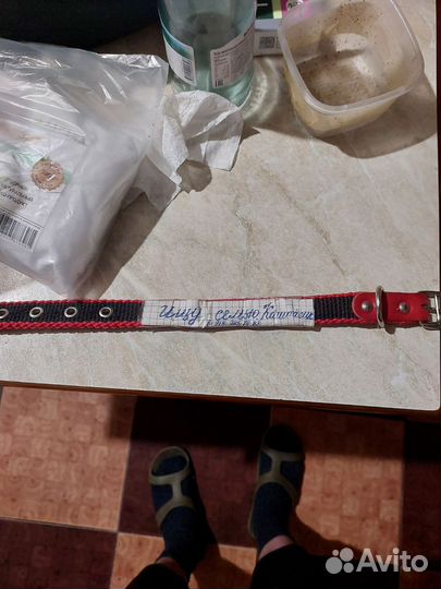 Собака в семью