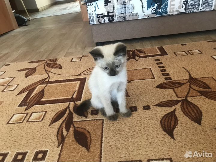 Сиамский котик