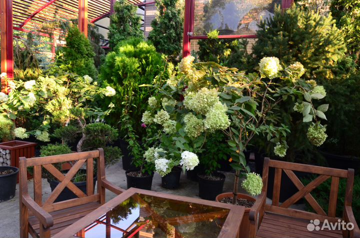 Гортензия метельчатая