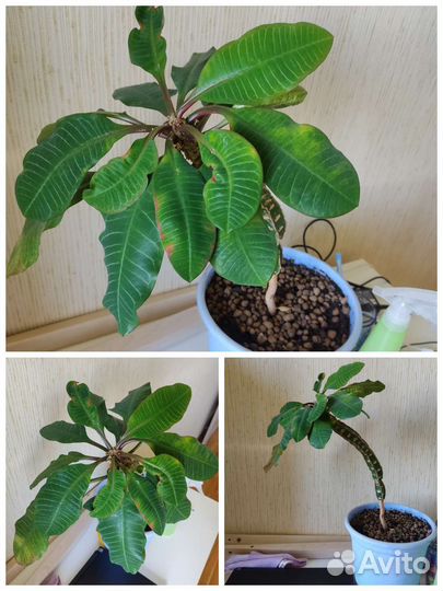 Молочай беложильчатый