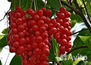 Лимонник саженцы удачное приобретение