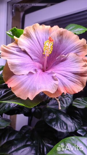 Ростки сортового гибискуса