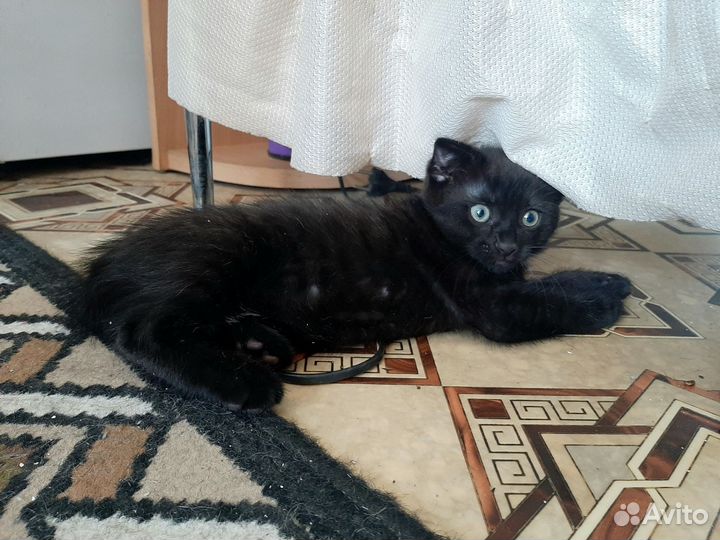 Черный котенок