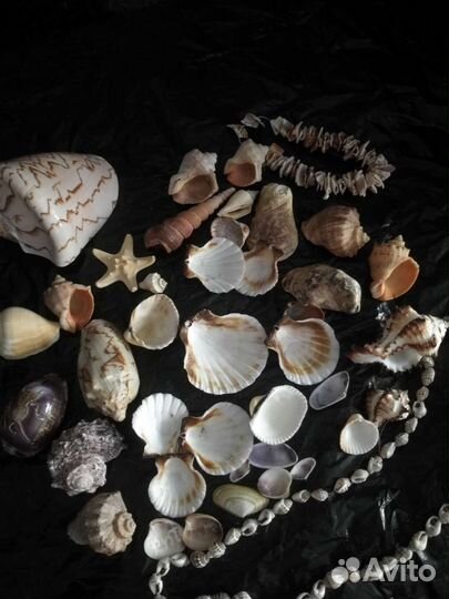 Ракушки для аквариума