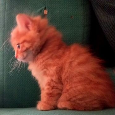Курильский бобтейл длинношёрстный котёнок