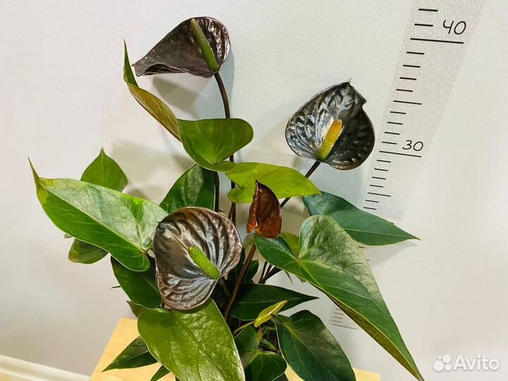 Антуриум черный Блэк Лав