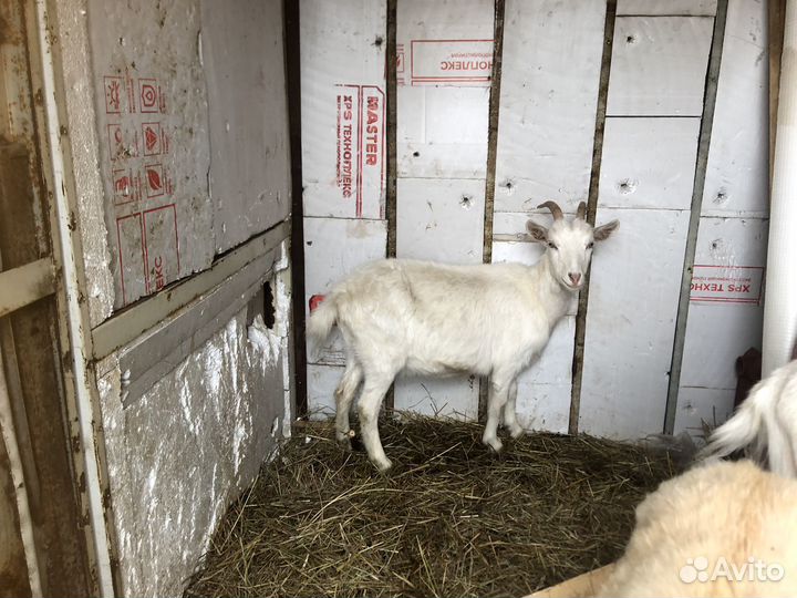 Зааненская коза