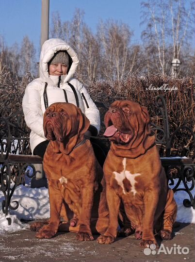 Бордоский дог