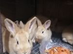Крольчата бургунцы