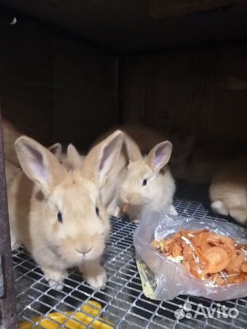Крольчата бургунцы объявление продам