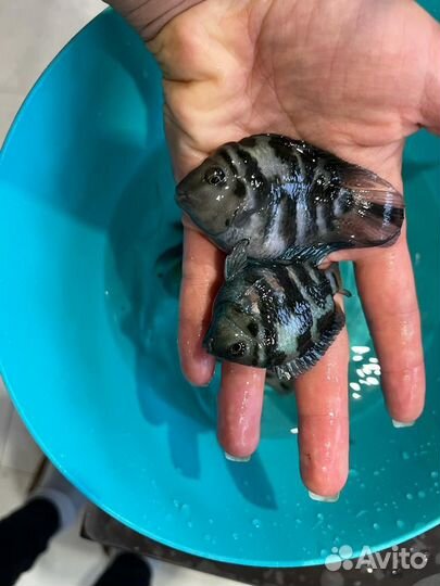 Рыбка сапфировый попугай