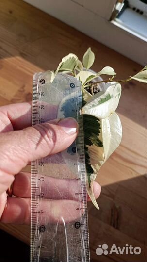 Фикусы/ обновлён