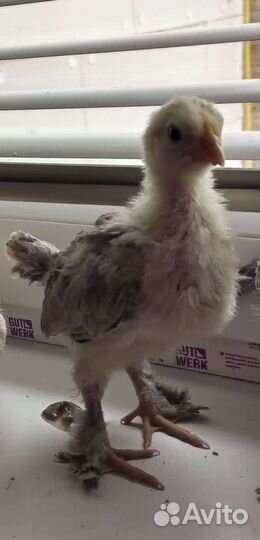 Гусята серые и подрощенные цыплята